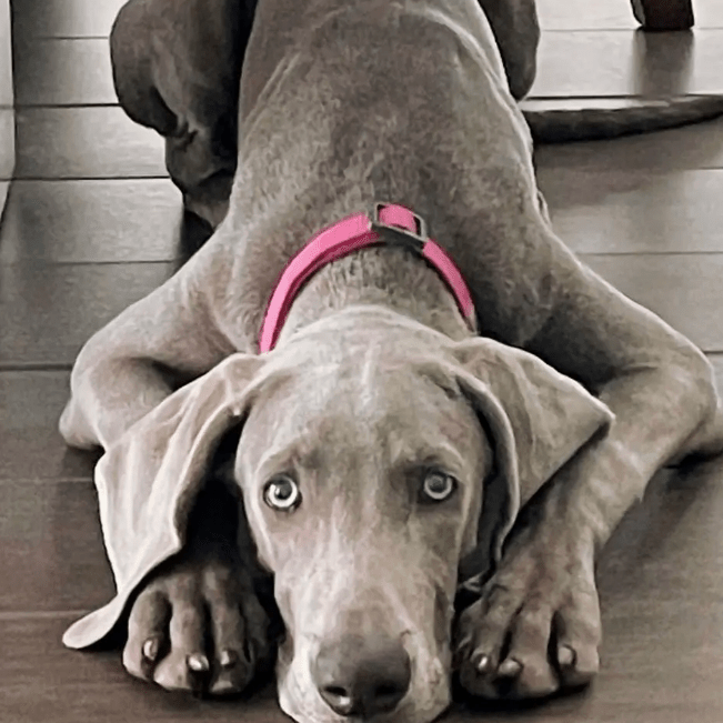 Ziippup Pink Dog Collar