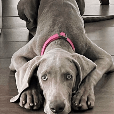 Ziippup Pink Dog Collar