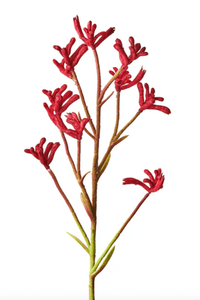 Urban Greens Australian Native Kangaroo Paws Grow Kit
