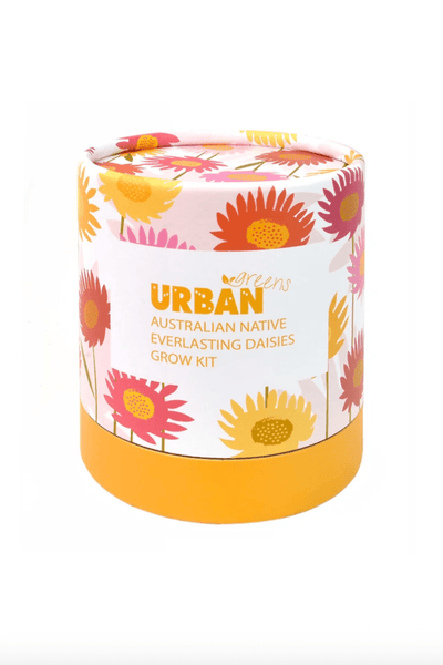 Urban Greens Australian Native Everlasting Daisies Grow Kit
