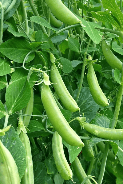 Urban Greens Organic Snap Peas