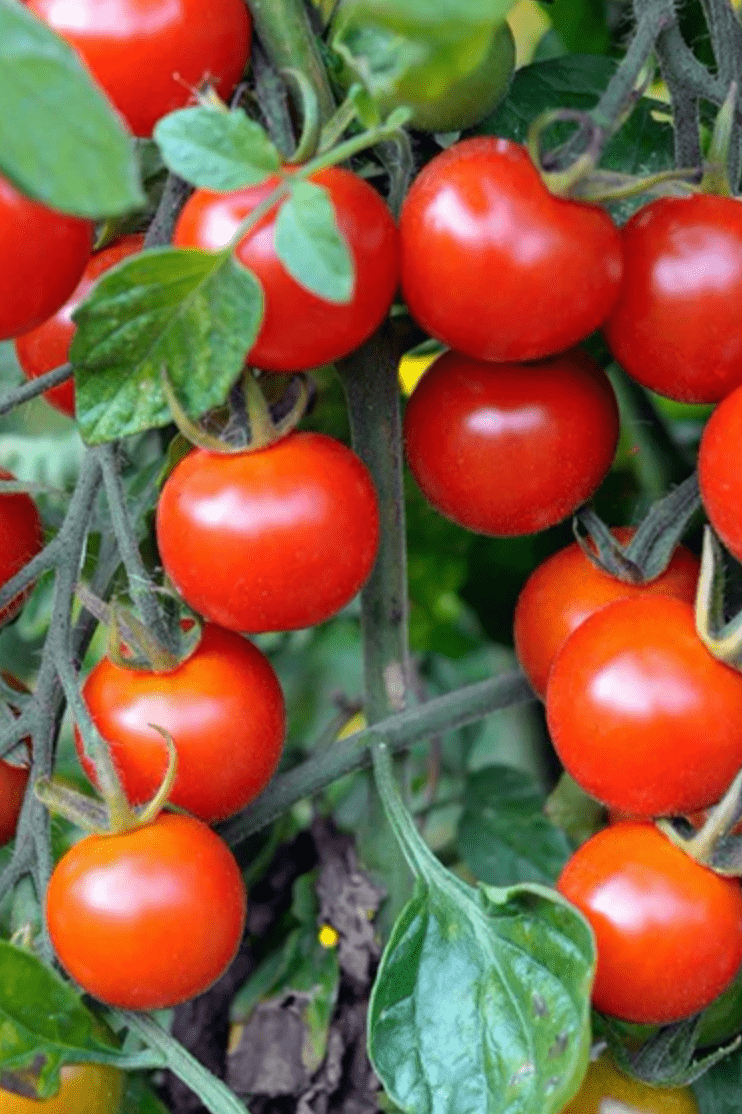 Urban Greens Grow Organic Veggies - Tomatoes