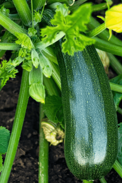 Urban Greens Grow Organic Veggies  Zucchini