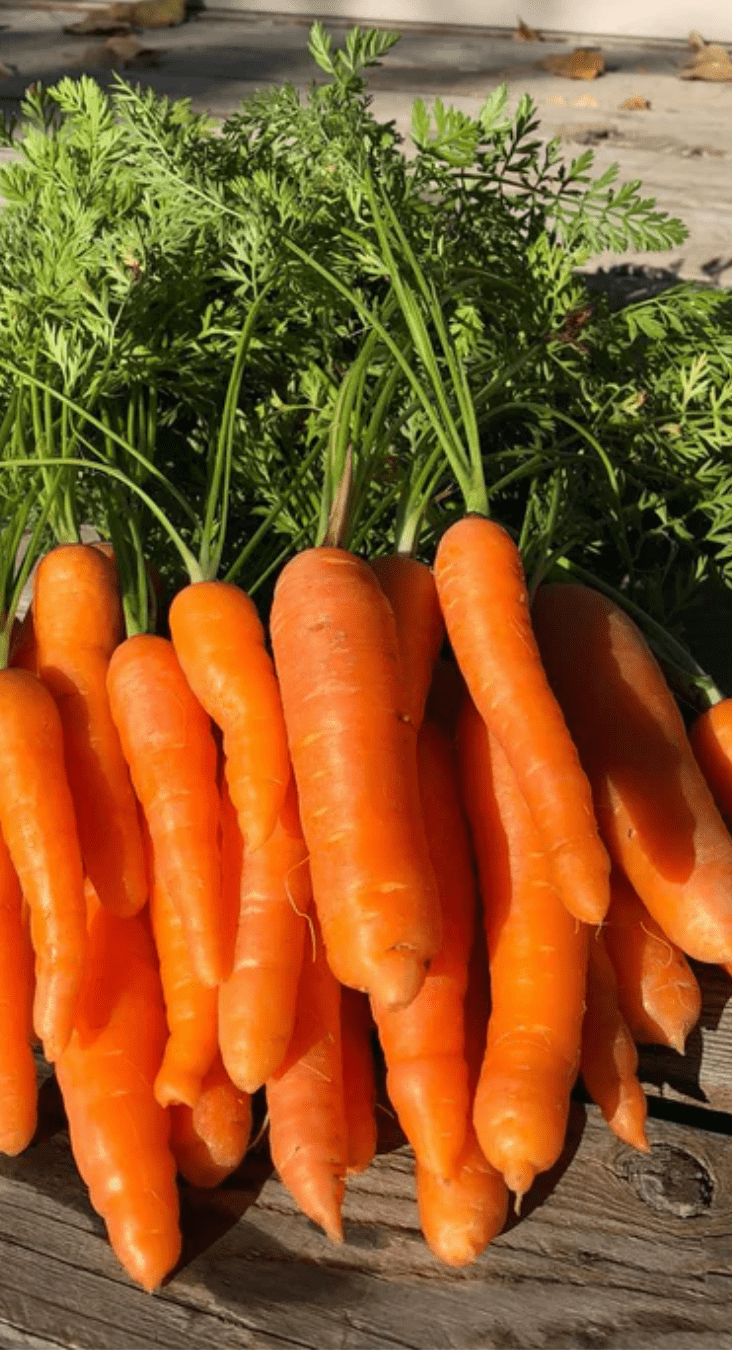 Urban Greens Grow Organic Veggies Carrots