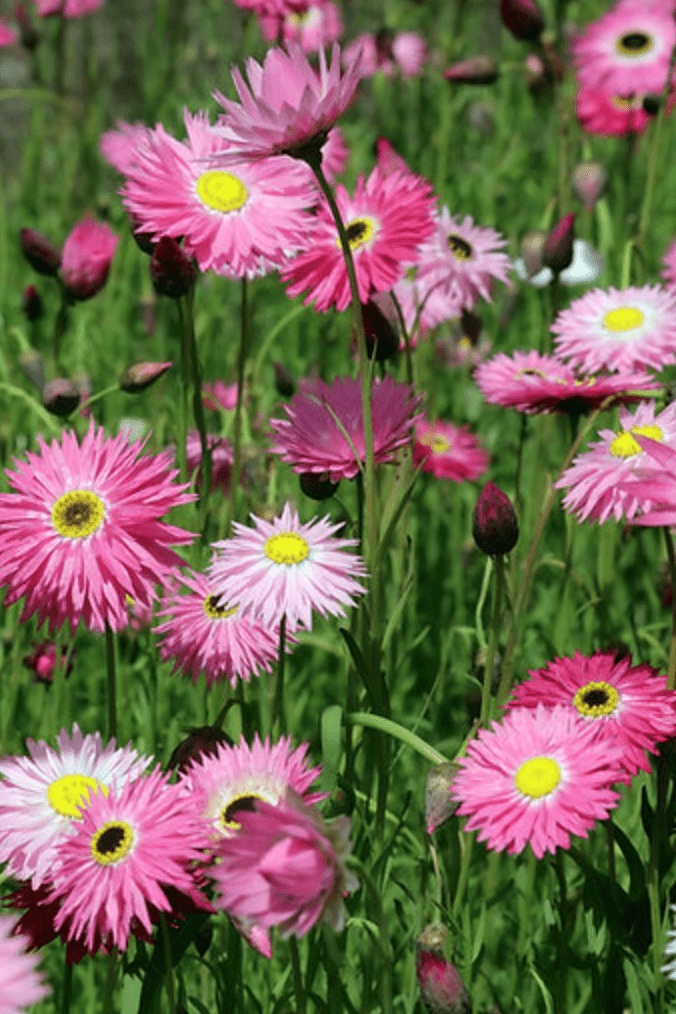 Urban Greens Australian Native Everlasting Daisies Grow Kit
