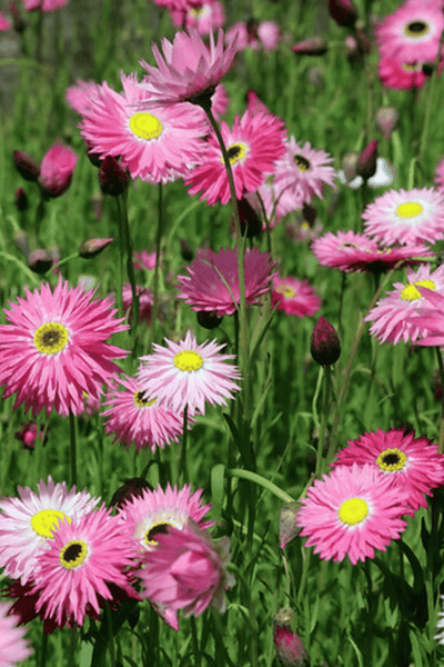 Urban Greens Australian Native Everlasting Daisies Grow Kit
