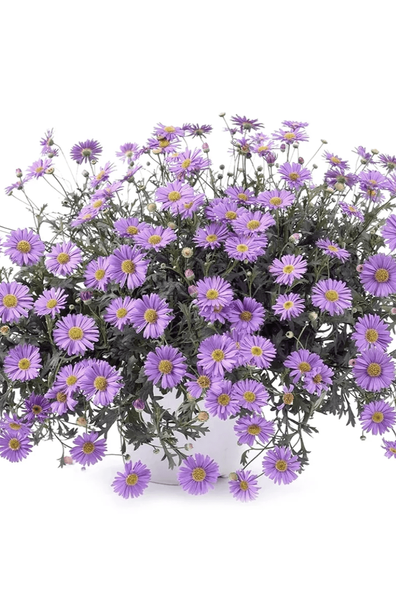 Urban Greens Australian Native Swan River Daisies Grow Kit
