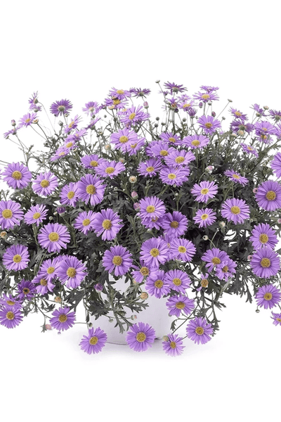 Urban Greens Australian Native Swan River Daisies Grow Kit