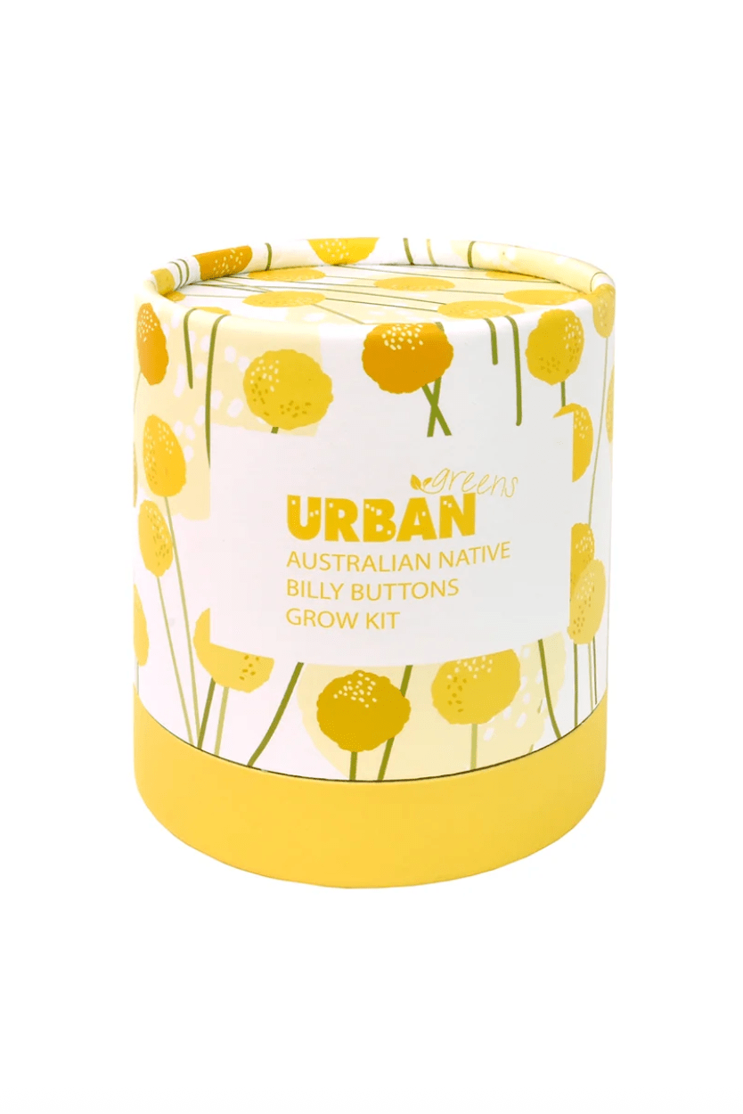 Urban Greens Australian Native Billy Buttons Grow Kit