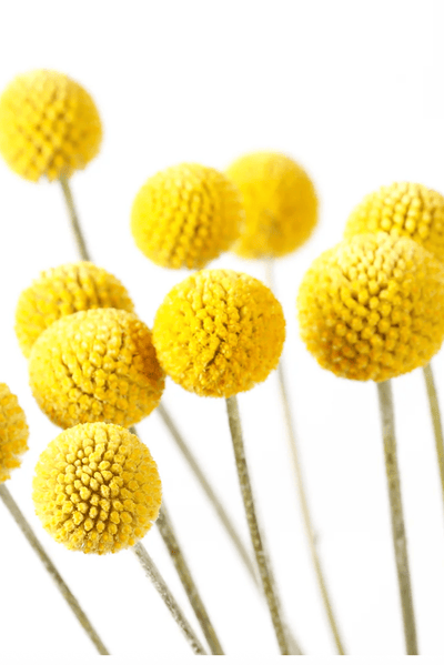 Urban Greens Australian Native Billy Buttons Grow Kit