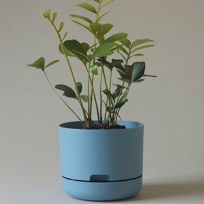 Mr Kitly Decor Self Watering Pot Plant