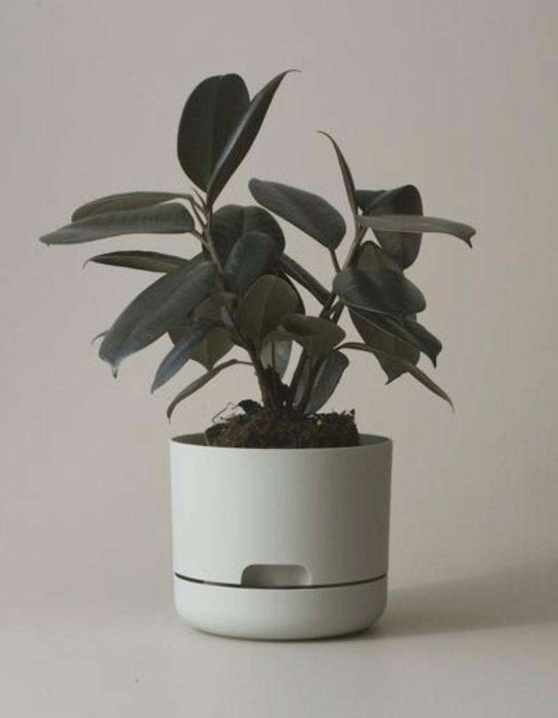 Mr Kitly Decor Self Watering Pot Plant-Medium