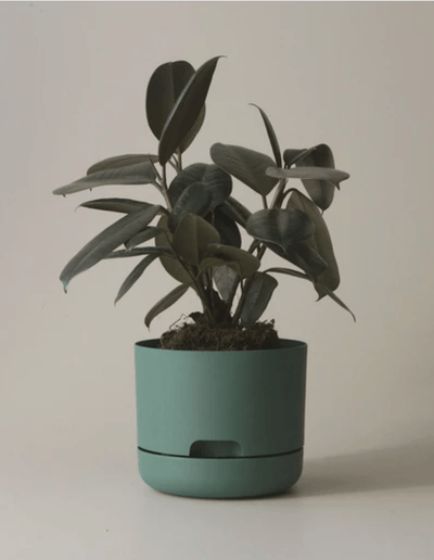 Mr Kitly Decor Self Watering Plant Pot -Small