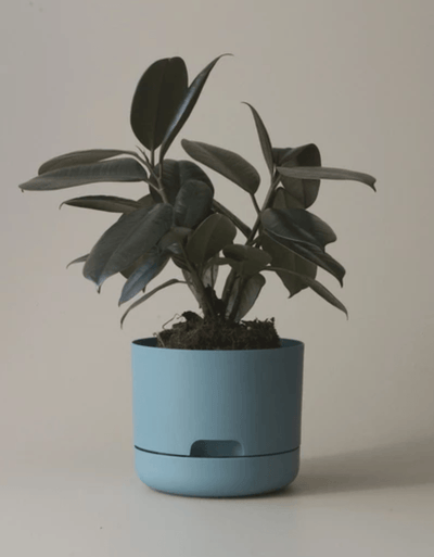 Mr Kitly Decor Self Watering Plant Pot -Small