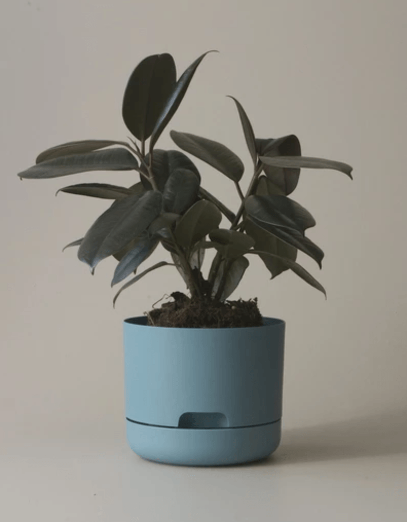 Mr Kitly Decor Self Watering Pot Plant-Medium