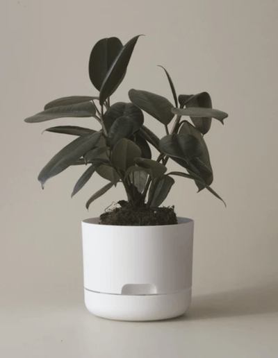 Mr Kitly Decor Self Watering Pot Plant-Large