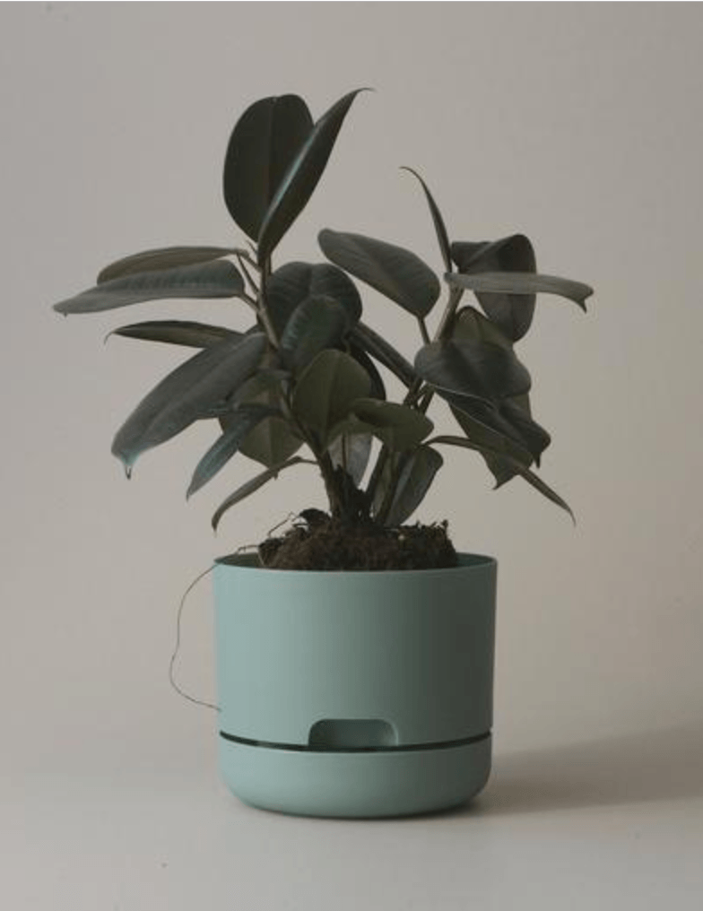 Mr Kitly Decor Self Watering Plant Pot -Small