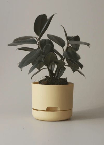 Mr Kitly Decor Self Watering Plant Pot -Small * - The Corner Booth