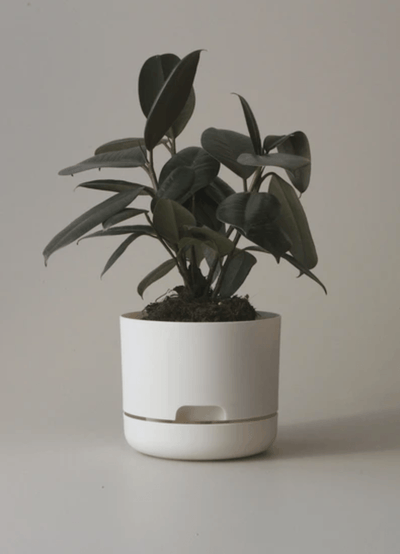 Mr Kitly Decor Self Watering Plant Pot -Small * - The Corner Booth