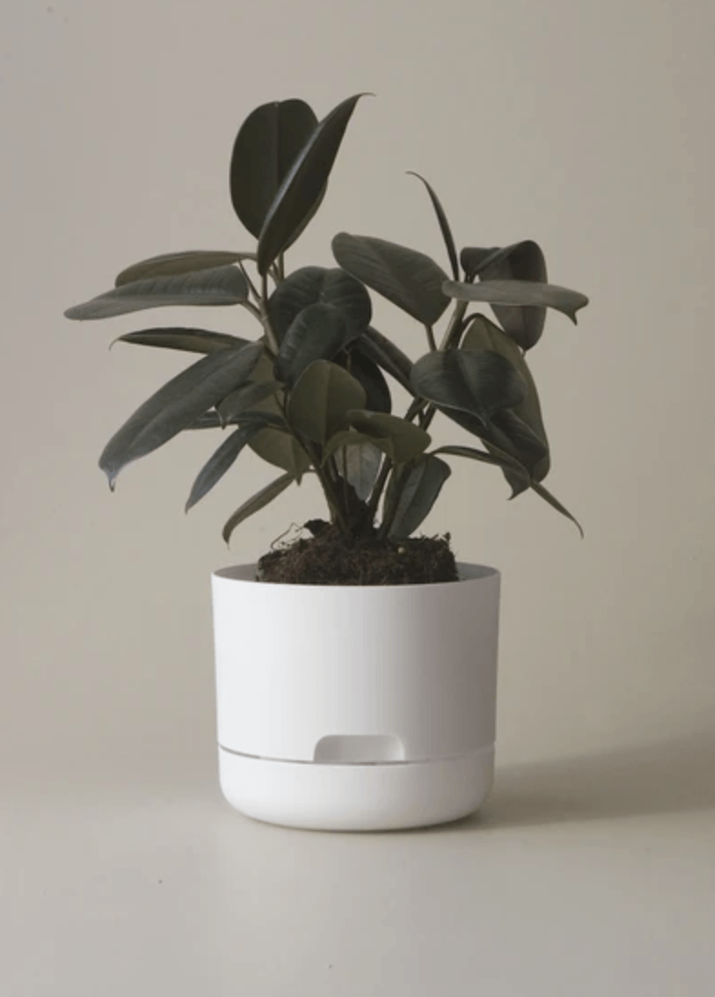 Mr Kitly Decor Self Watering Plant Pot -Small * - The Corner Booth