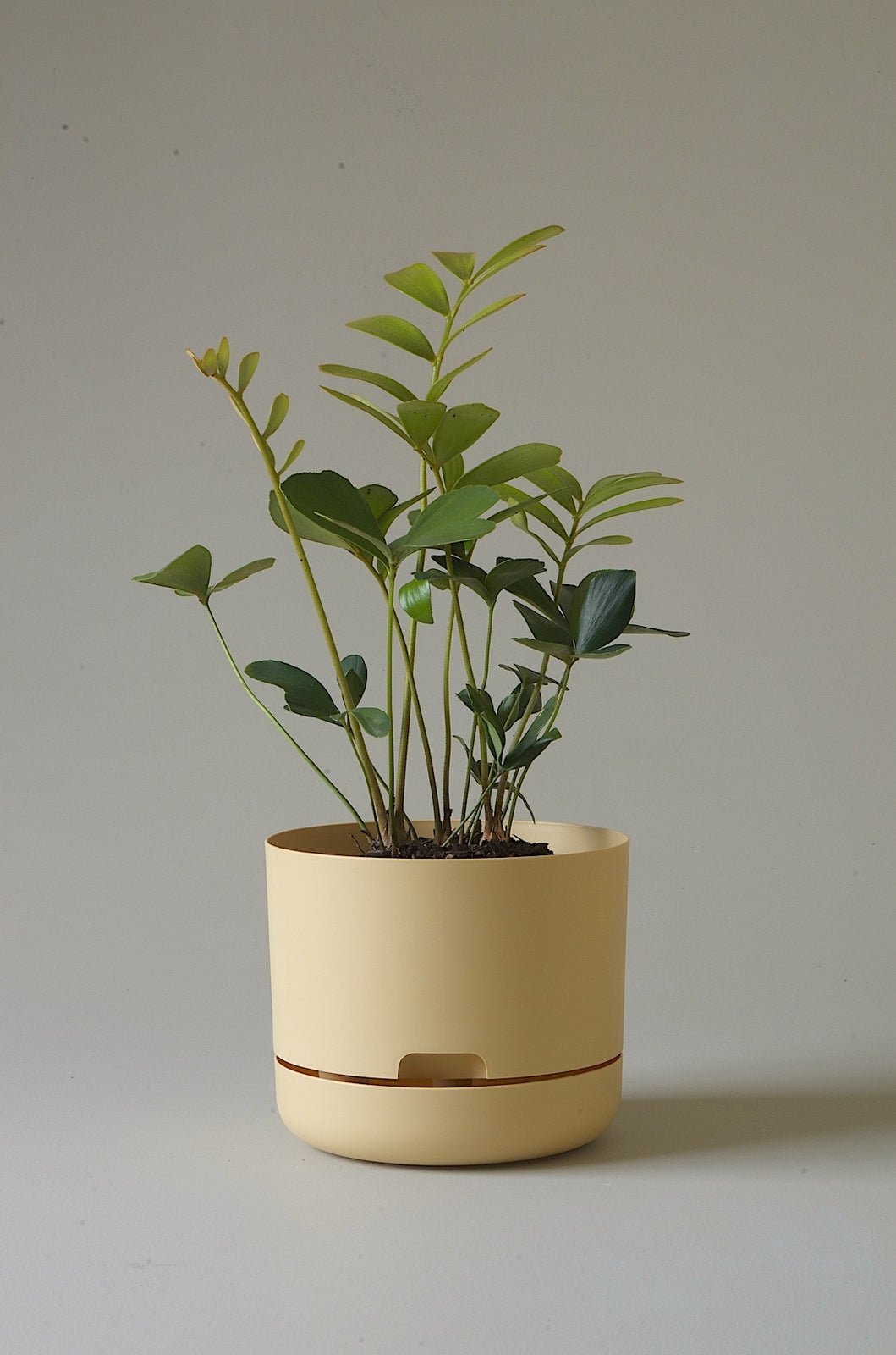 Mr Kitly Decor Self Watering Pot Plant