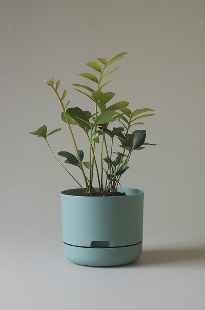 Mr Kitly Decor Self Watering Pot Plant