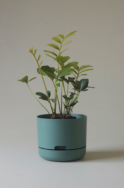 Mr Kitly Decor Self Watering Pot Plant