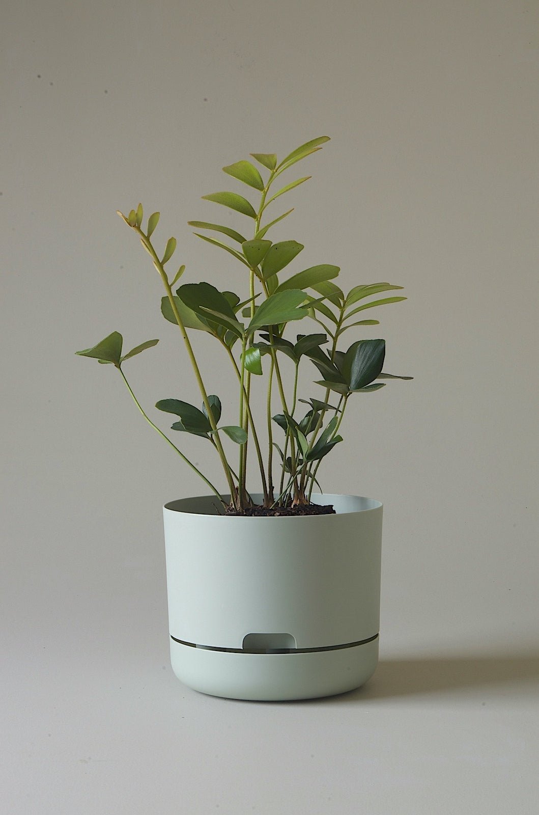 Mr Kitly Decor Self Watering Pot Plant
