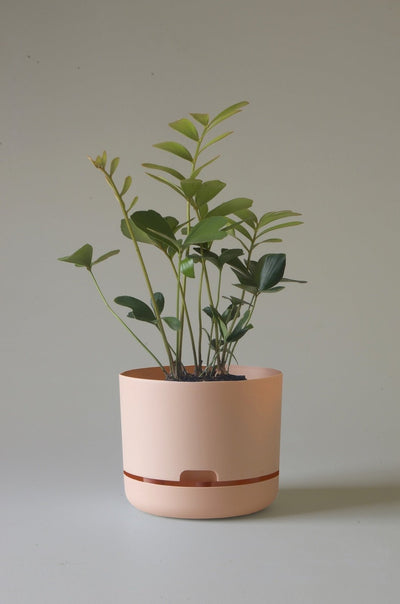 Mr Kitly Decor Self Watering Pot Plant