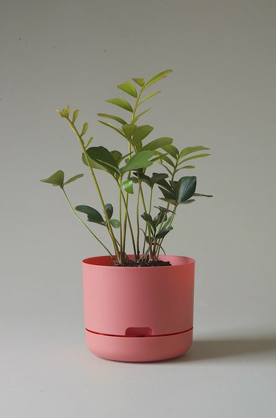 Mr Kitly Decor Self Watering Pot Plant