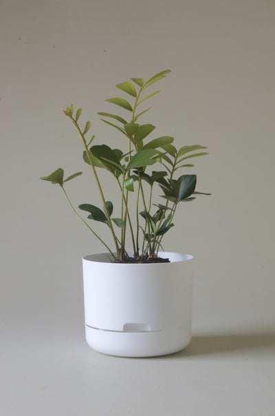Mr Kitly Decor Self Watering Pot Plant