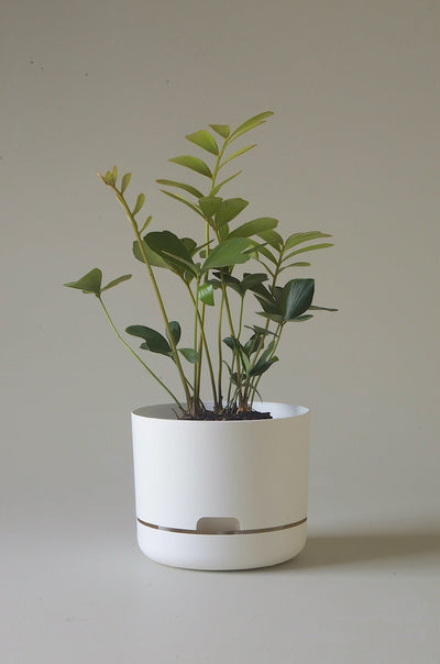 Mr Kitly Decor Self Watering Pot Plant