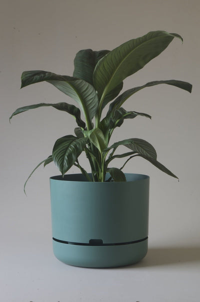 Mr Kitly Decor Self Watering Pot Plant X  Large - The Corner Booth