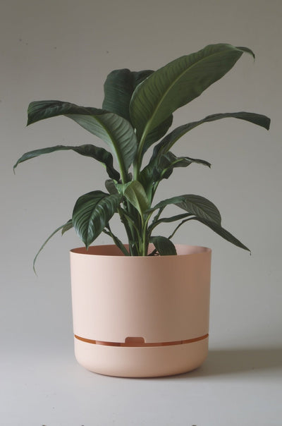 Mr Kitly Decor Self Watering Pot Plant X  Large - The Corner Booth